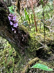 Cynorkis squamosa.orchidaceae.indigène Réunion.IMG_4189 2