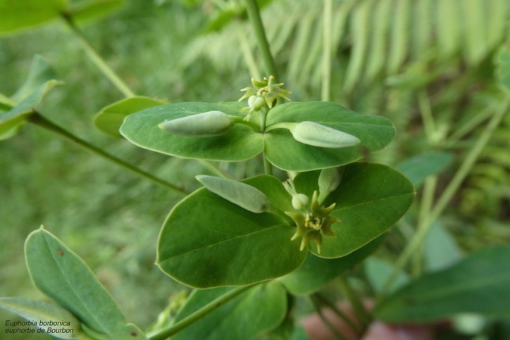 Euphorbia borbonica.euphorbe de Bourbon.euphorbiaceae.endémique Réunion.P1022026