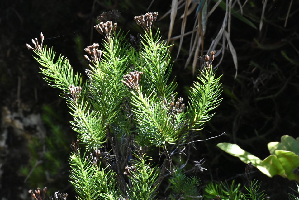 Faujasia pinifolia - ASTERACEAE - Endémique Réunion 