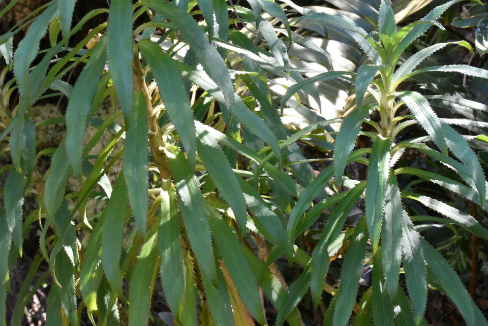 Heterochaenia ensifolia - CAMPANULACEAE - Endémique Réunion - MB2_4374