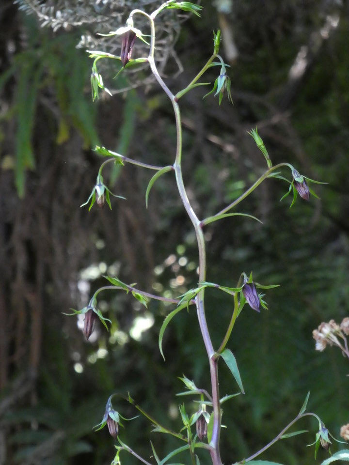 Heterochaenia ensifolia - CAMPANULACEAE - Endémique Réunion - P1020933