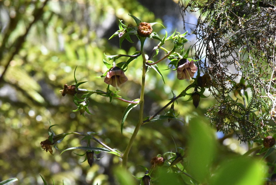 Heterochaenia ensifolia - CAMPANULACEAE - Endémique Réunion - MB2_4357