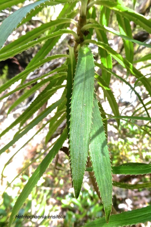 Heterochaenia ensifolia .( marge du limbe foliaire denticulée ) campanulaceae.endémique Réunion.P1022003