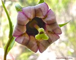 Heterochaenia ensifolia .(fleur )campanulaceae.endémique Réunion.P1021969
