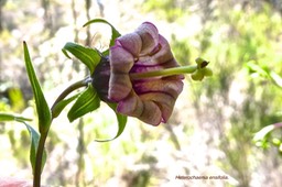 Heterochaenia ensifolia .(style exsert qui dépasse la base de la corolle ) campanulaceae.endémique Réunion.P1021963