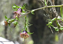 Heterochaenia ensifolia .campanulaceae;endémique Réunion.P1022021