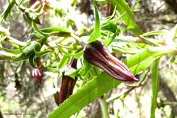 Heterochaenia ensifolia .campanulaceae. endémique Réunion.P1022000