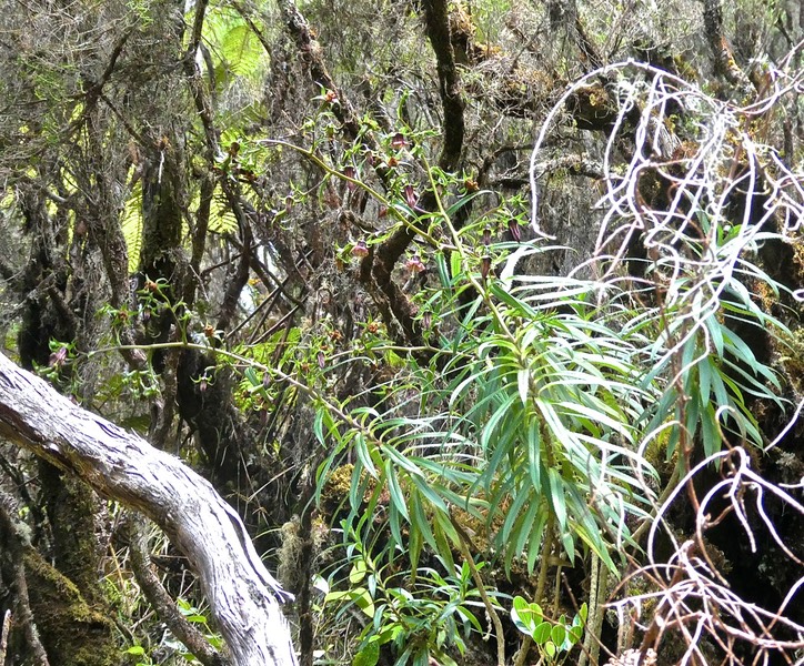 Heterochaenia ensifolia .(tige ramifiée ) campanulaceae.endémique Réunion.P1022017