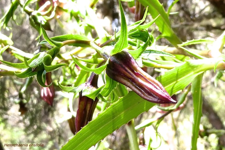Heterochaenia ensifolia .campanulaceae. endémique Réunion.P1022000