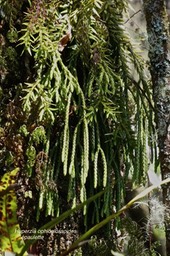 Huperzia ophioglossoides. fougère épaulette. lycopodiaceae.indigène Réunion.P1022144