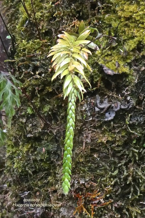 Huperzia ophioglossoides.épaulette.lycopodiaceae.indigène Réunion.P1021805
