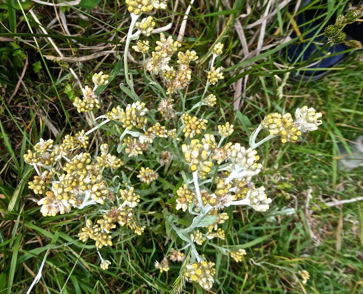 laphangium luteoalbum.gnaphale blanc jaunâtre .asteraceae.potentiellement envahissante .P1022083