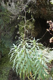 le nouveau plant d'Heterokenia ensifolia découvert .P1022042-1