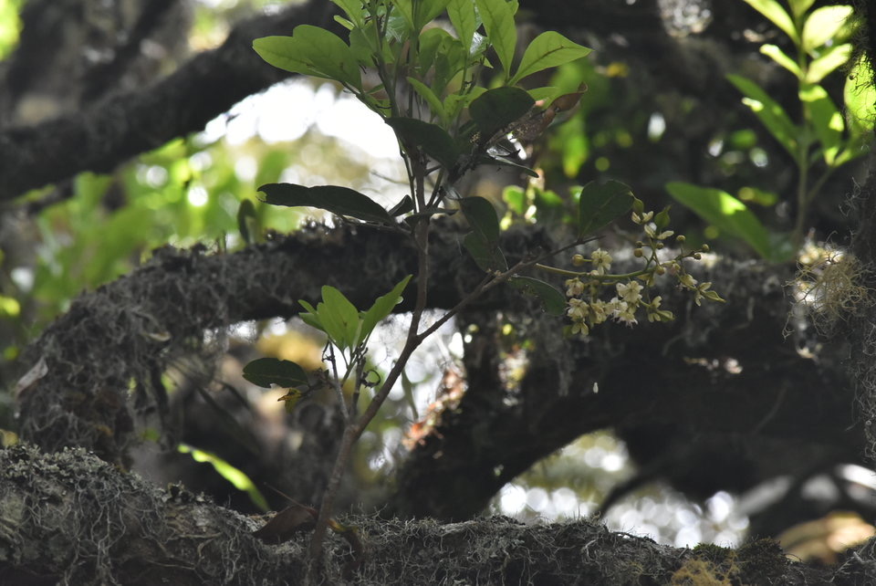 Molinea alternifolia - Tan Georges - SAPINDACEAE - Endémique Réunion, Maurice 