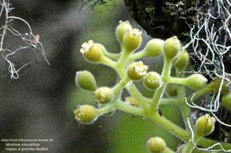 Monimia rotundifolia .mapou à grandes feuilles (détail d'une inflorescence femelle ) monimiaceae.P1021802