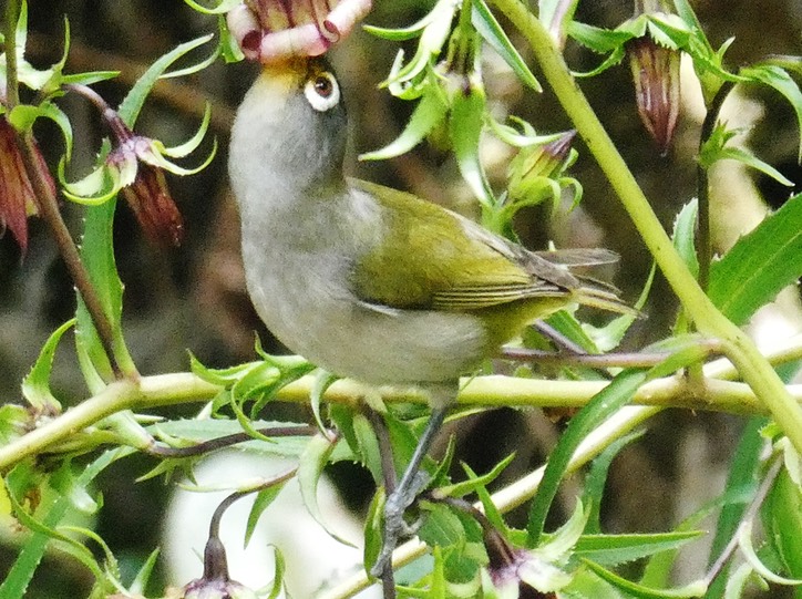 oiseau vert sur Heterochaenia ensifolia