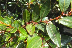 Phyllanthus phillyreifolius.faux bois de demoiselle .bois de négresse.phyllanthaceae.endémique Réunion.P1022109