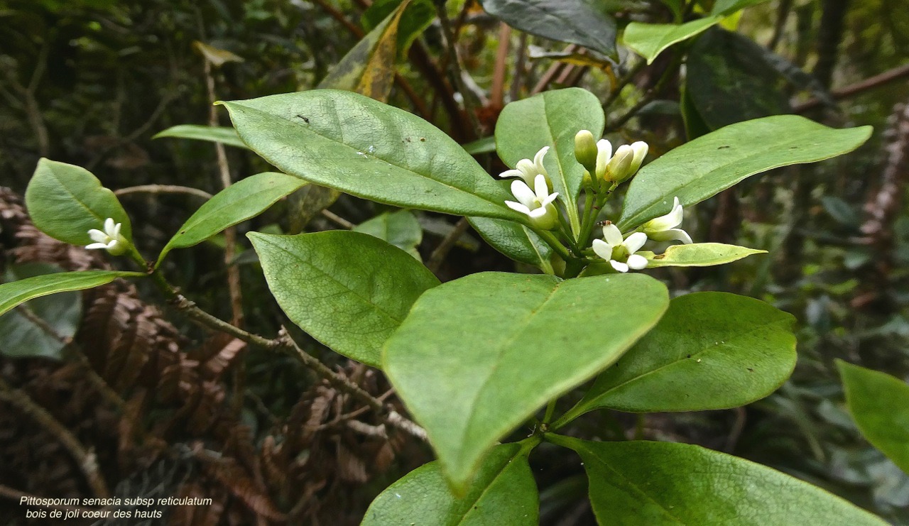 Pittosporum senacia subsp reticulatum. bois de joli coeur des hauts .pittosporaceae .endémique Réunion.P1021708