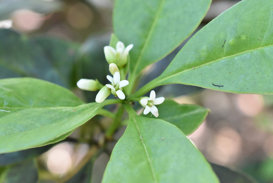 Pittosporum senecia subsp. reticulatum - Joli coeur des hauts - PITTOSPORACEAE - Indigène Réunion 