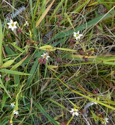 Sisyrinchium micrantha.sisyrinque à petites fleurs .iridaceae.espèce envahissante .P1021855