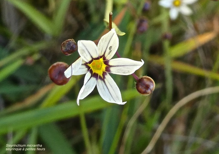 Sisyrinchium micranthum.sisyrinque à petites fleurs.iridaceae.espèce envahissante .P1021859