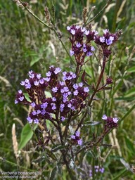 Verbena bonariensis.verveine sauvage.verbenaceae.espèce envahissante.P1022103