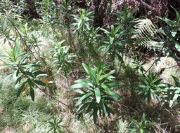 1 Euphorbia borbonica 