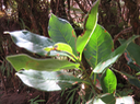 11 ??? Pittosporum Senacia reticulatum - Bois de Joli cœur des Hauts  - Pittosporaceae