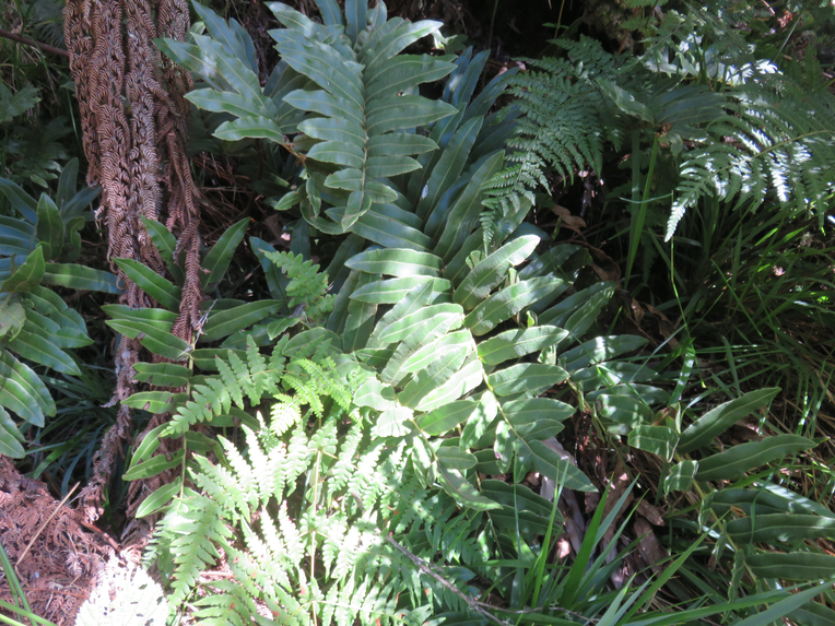 13 Blechnum marginatum - Ø - Blechnaceae - Endémique La Réunion