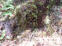 16 ??? Benthamia spiralis (Thouars) - - ORHICACEA - A. Rich. Madagascar, La Réunion, Maurice