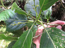 18 Claoxylon glandulosum - Grand Bois d'oiseau - Euphorbiacée - B