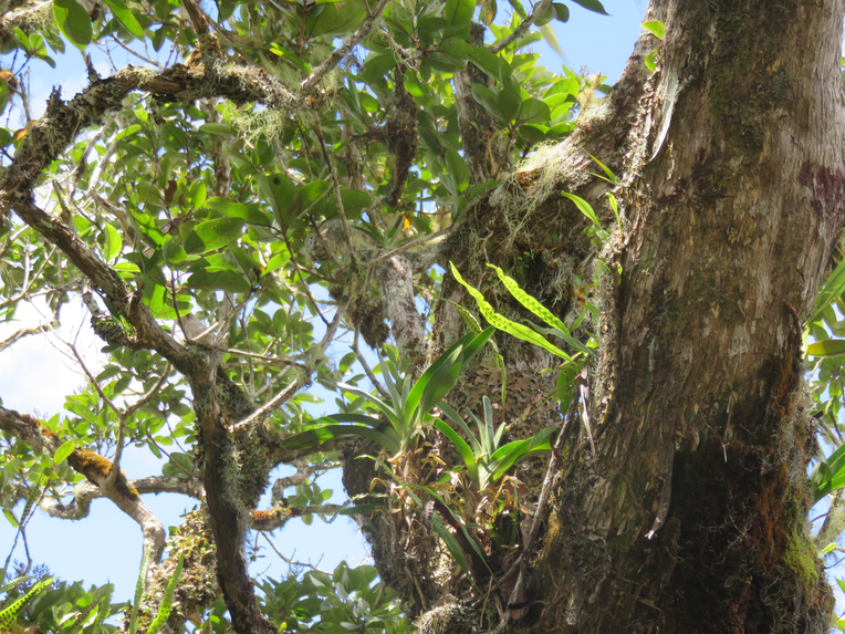 20 ??? Jumellea triquetra- ORCHIDACEAE -   sur Nuxia verticillata - Bois maigre - Stilbacée-M.