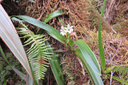 26 ??? Angraecum bracteosum - Orchidaceae -
