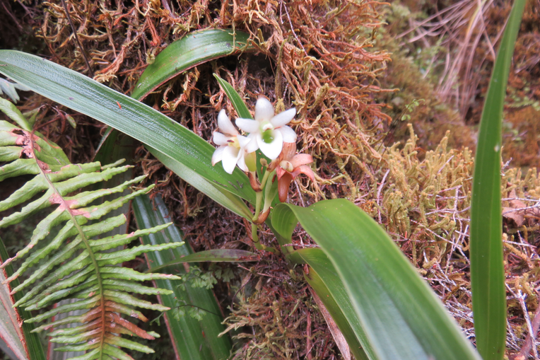 27 ??? Angraecum bracteosum - Orchidaceae -
