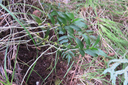 28 ??? Angraecum costatum - Ø - Orchidaceae - Endémique La Réunion