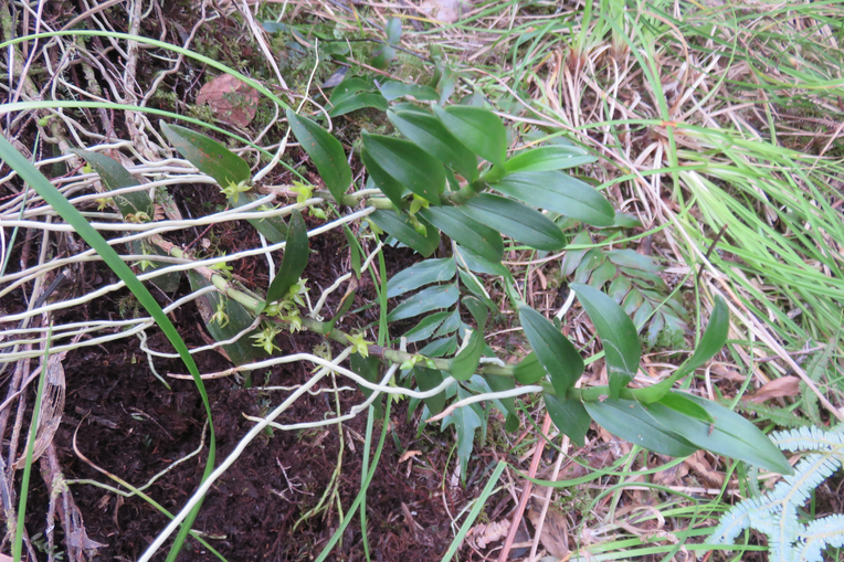29 ??? Angraecum costatum - Ø - Orchidaceae - Endémique La Réunion