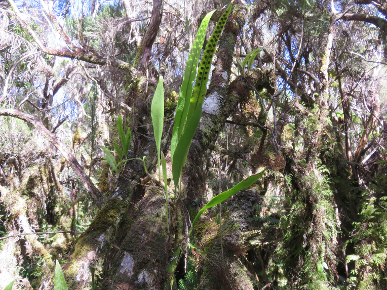 8  ??? Pleopeltis macrocarpa - Fougère gros lentilles - Polypodiaceae - Indigène La Réunion