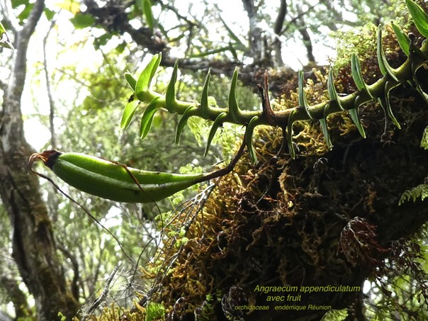Angraecum appendiculatum . endémique Réunion P1530719