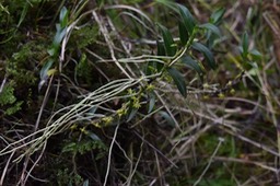 Angraecum costatum - EPIDENDROIDEAE -  Endémique Réunion