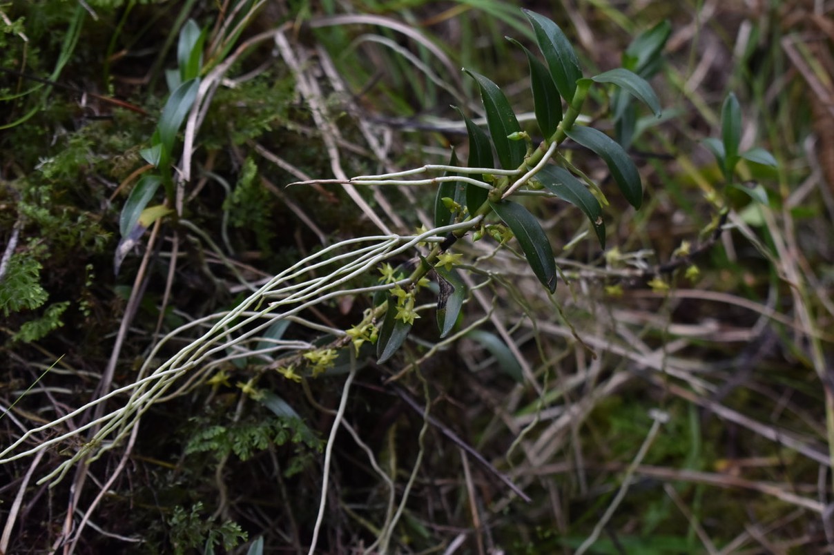 Angraecum costatum - EPIDENDROIDEAE -  Endémique Réunion