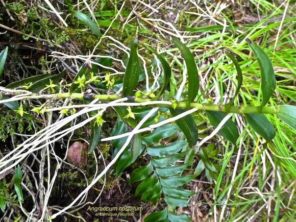 Angraecum costatum . endémique Réunion P1530668