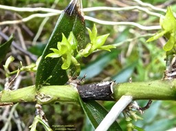 Angraecum costatum .P1530669