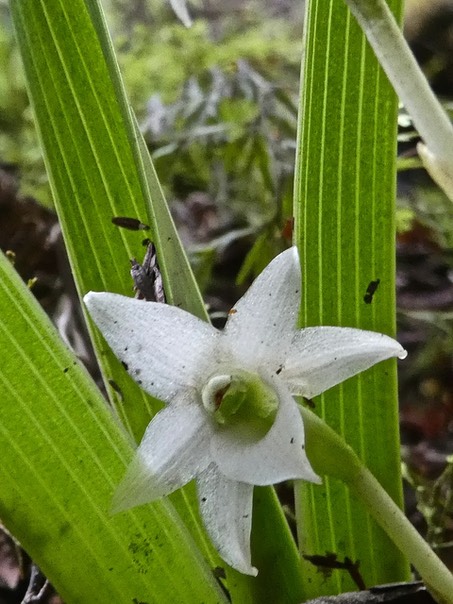 Angraecum striatum . endémique Réunion P1530740