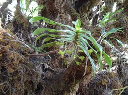 Angraecum undulatum - EPIDENDROIDEAE - Endémique Réunion