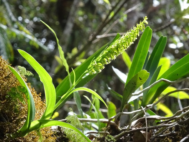 Benthamia nigrescens - ORCHIDOIDEAE - indigène Réunion