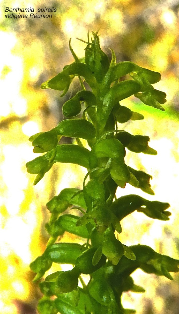 Benthamia spiralis P1530410