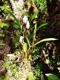 Bulbophyllum cylindrocarpum (1)