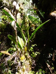 Bulbophyllum cylindrocarpum (2)