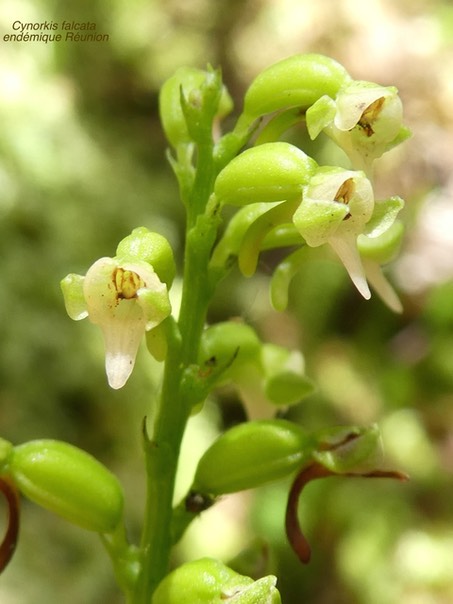 Cynorkis falcata . orchidaceae endémique Réunion P1530482