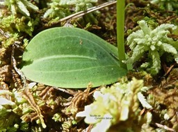 Cynorkis falcata .endémique Réunion P1530469